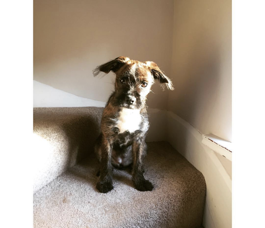 A Boodle puppy sitting on the stairway