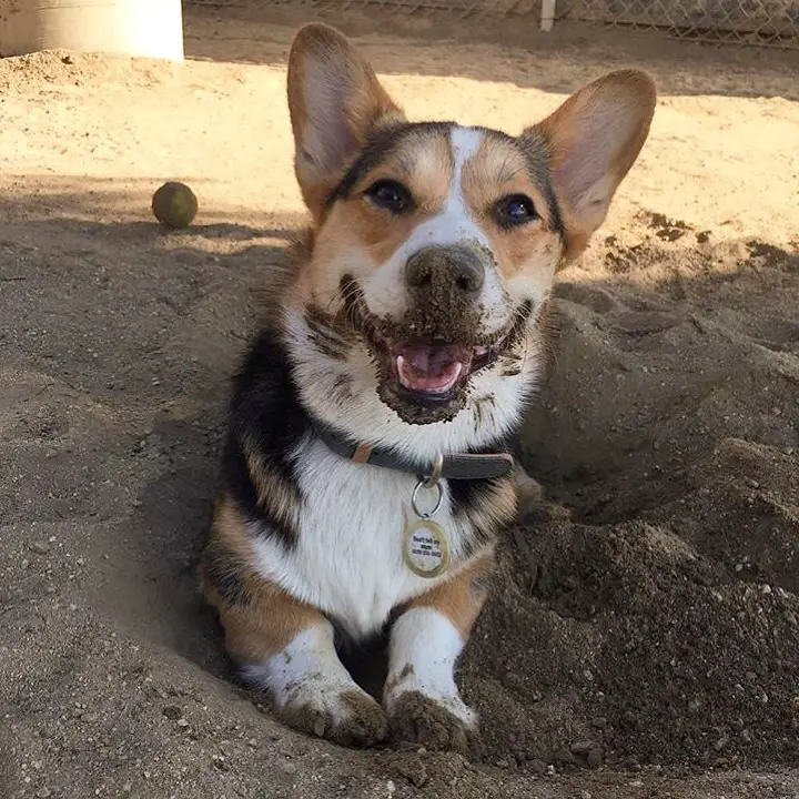 Corgi dog lying down on the sand with sand in its mouth