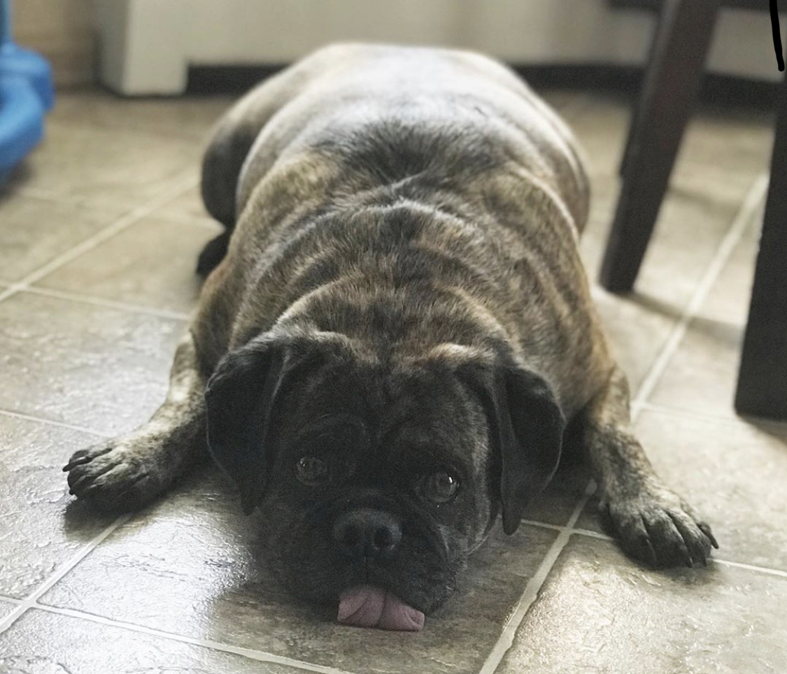 Pugser lying down with its tongue sticking out on the floor