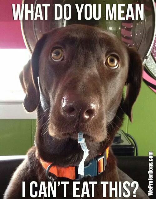 photo of a Labrador with a kisses strip on its mouth and with text - What do you mean I can't eat this?