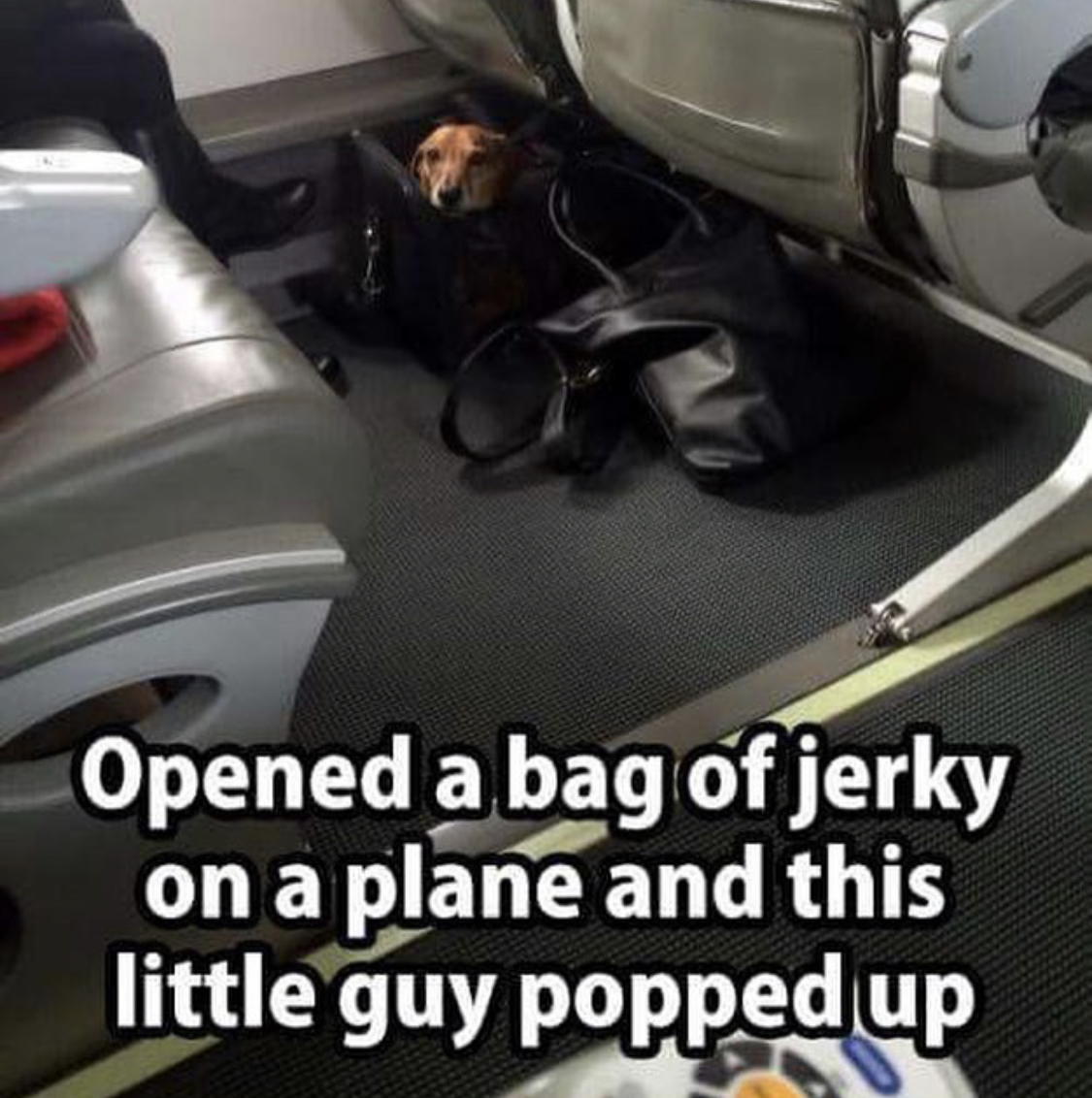 Dachshund inside a bag inside the plane photo with text - Opened a bag of jerky on a plane and this little guy popped up
