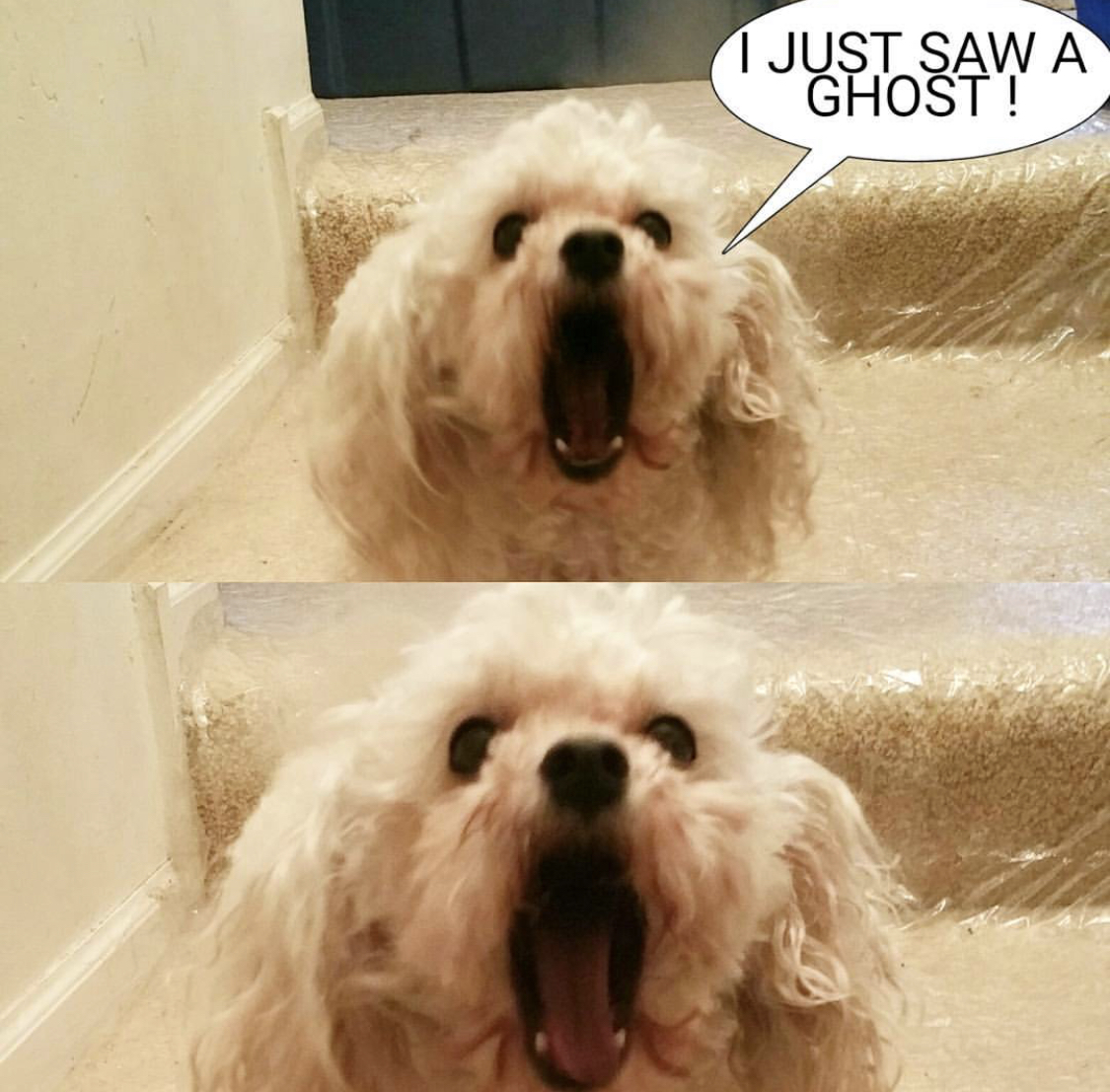 two photos of a barking Poodle with message- I just saw a Ghost!