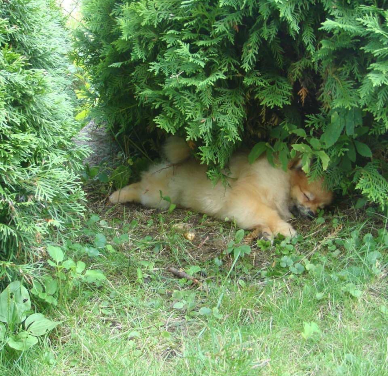 Pomeranian sleeping below a pine tree
