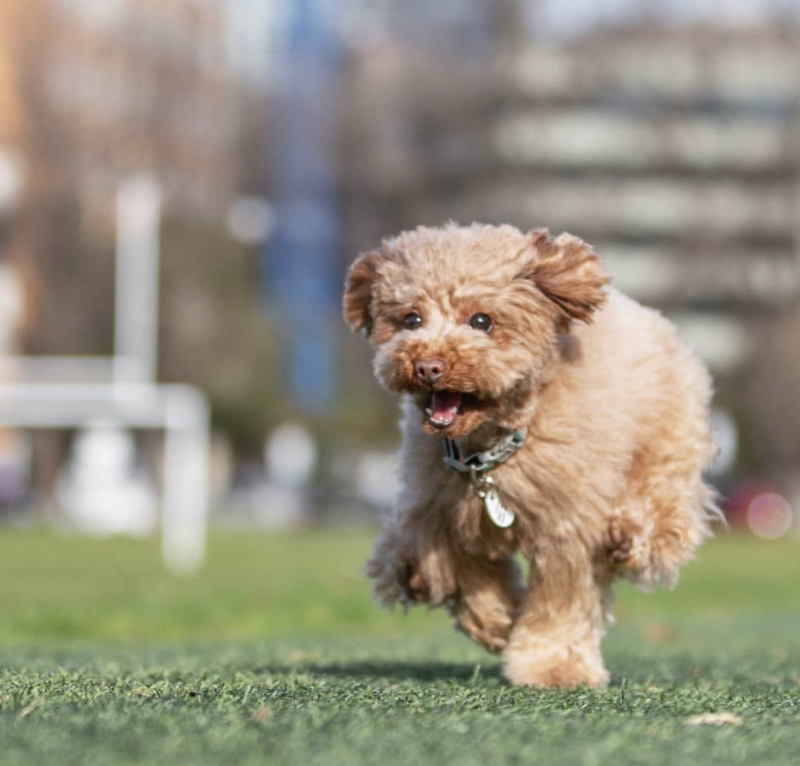 a happy Poodle puppy running at the park