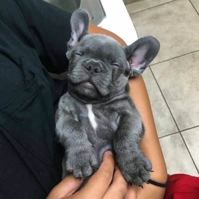 A French Bulldog puppy sleeping in the arms of the person