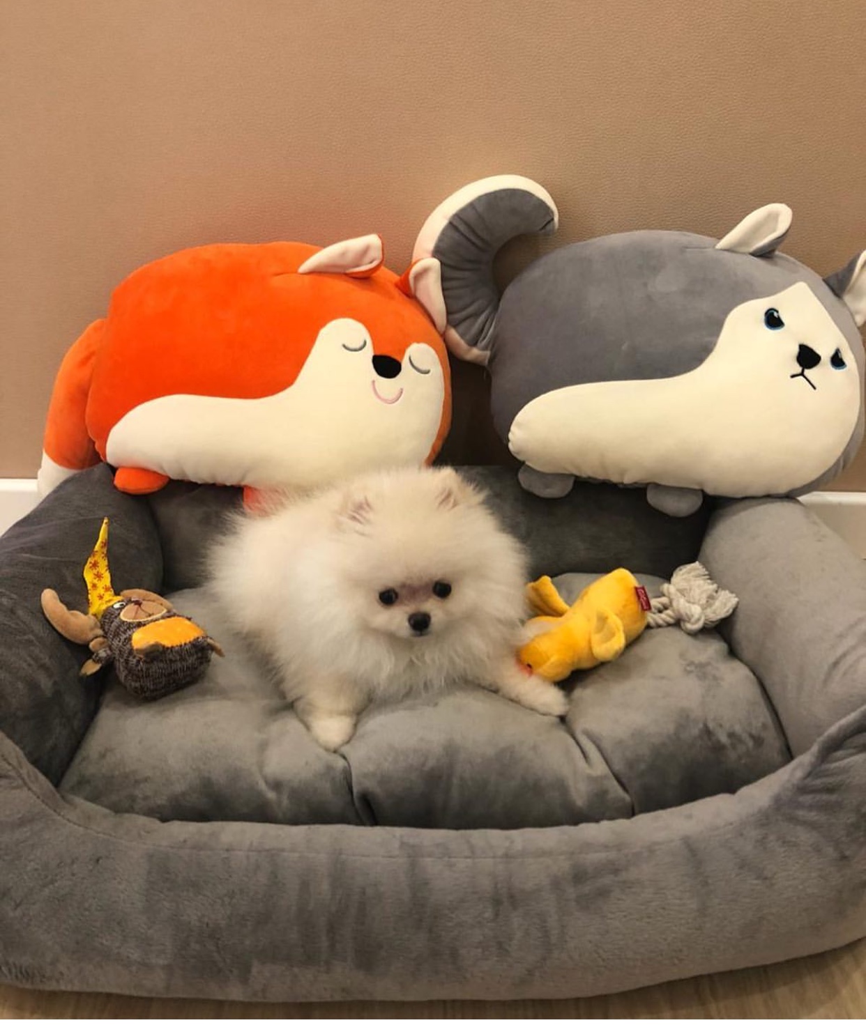 Pomeranian lying on the bed with its stuffed toys