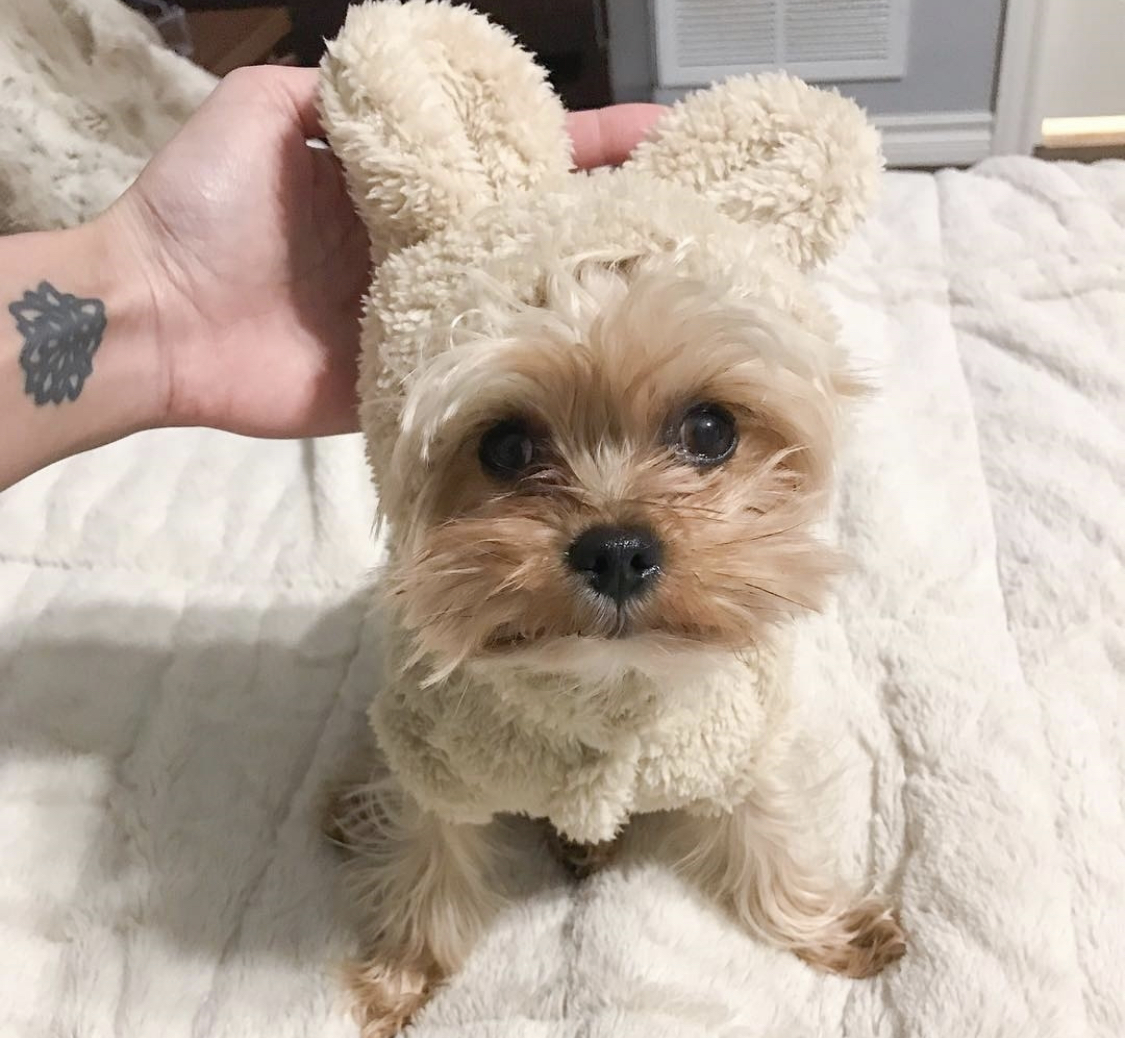 Yorkshire Terrier wearing a cream colored fluffy sweater with bunny ears sweater sitting on top of the bed