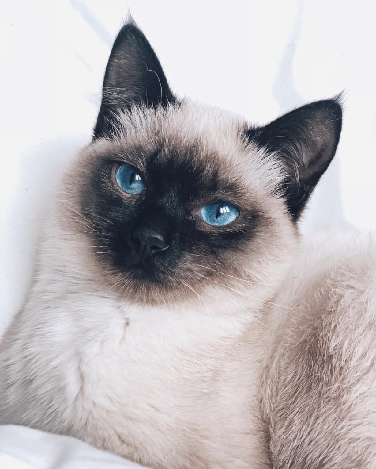 beautiful face of Siamese Cat