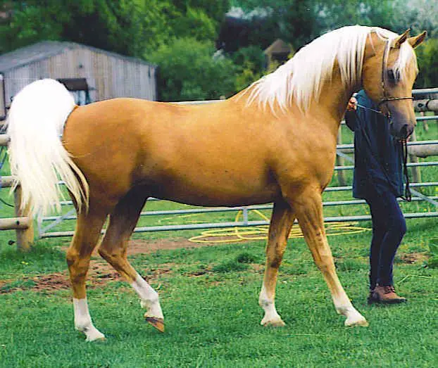 honey colored horse with white hair