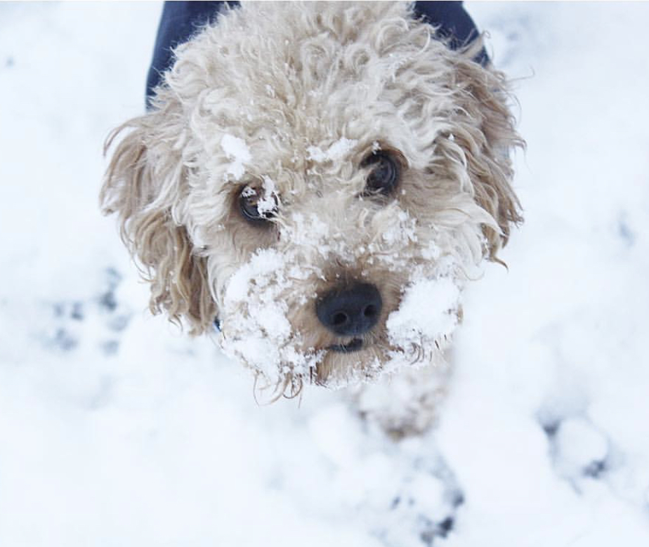 A Poodle puppy walking in snow outdoors