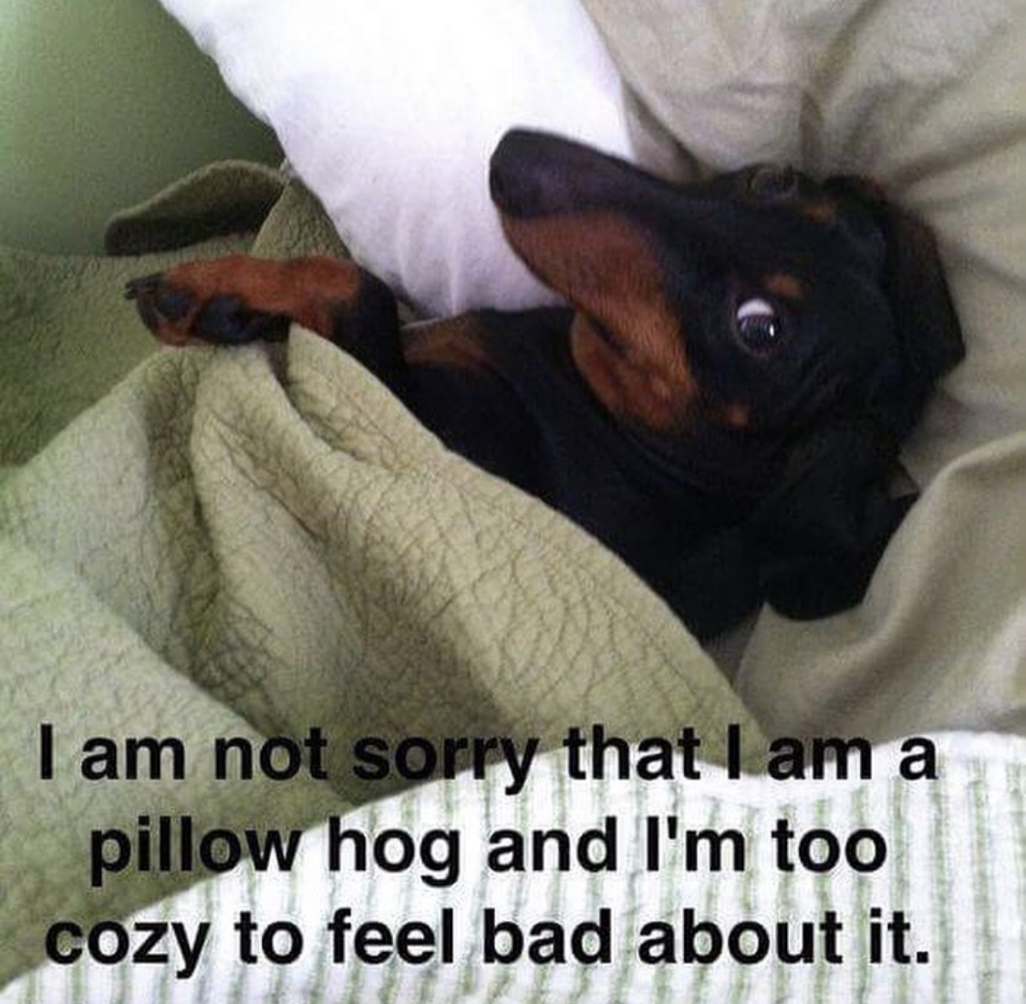 photo of a Dachshund snuggled in bed with text - I am not sorry that I am a pillow hog and I'm too cozy to feel bad about it.