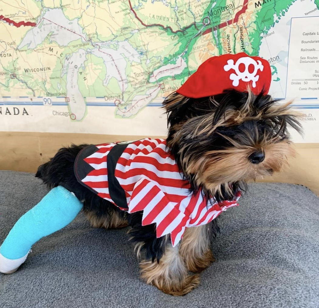 Yorkshire Terrier wearing a pirate outfit standing sideways on the pillow