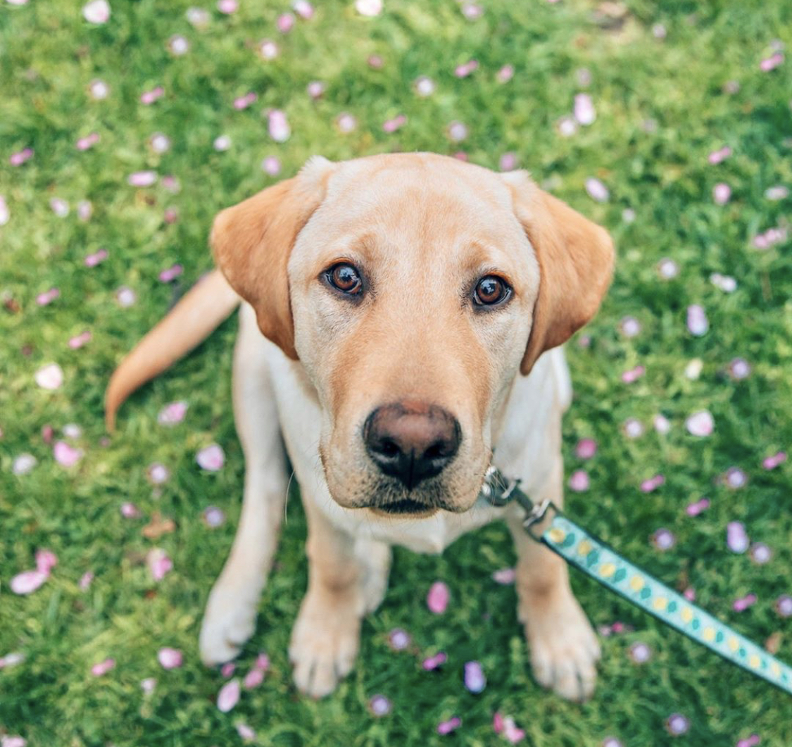A yellow labrador sitting on the green grass with its begging face