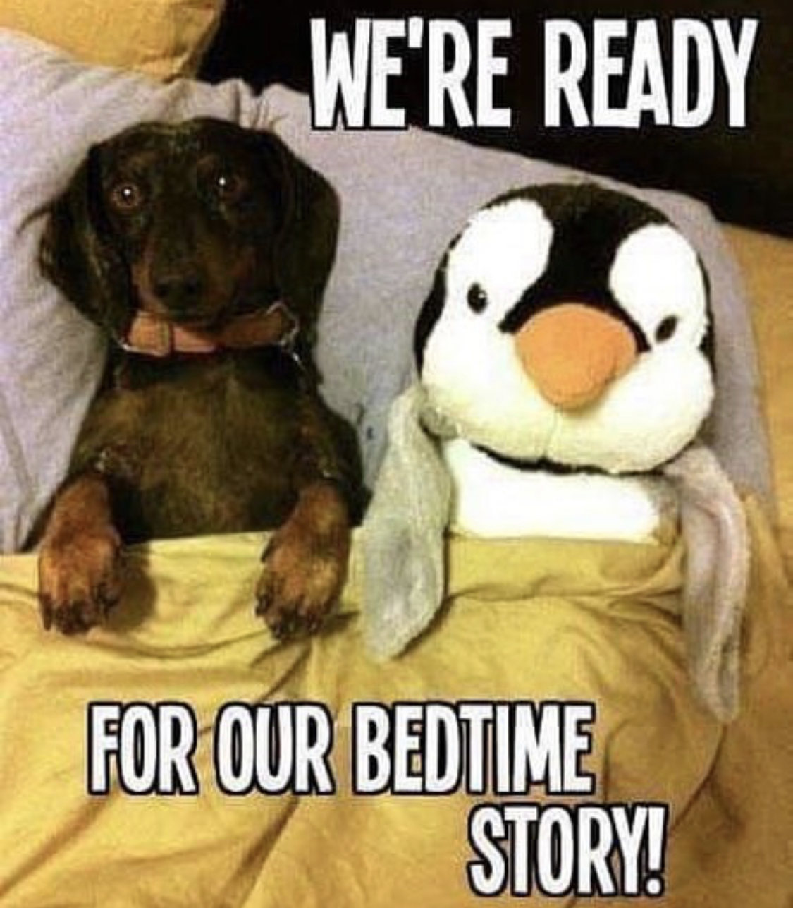 A Dachshund snuggled in bed next to its penguin stuffed toy photo with text - We're ready for our bed time story!