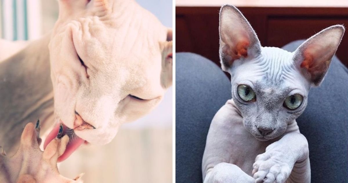 15 Things You Should Know About Sphynx Cats Before You Adopt One The Paws