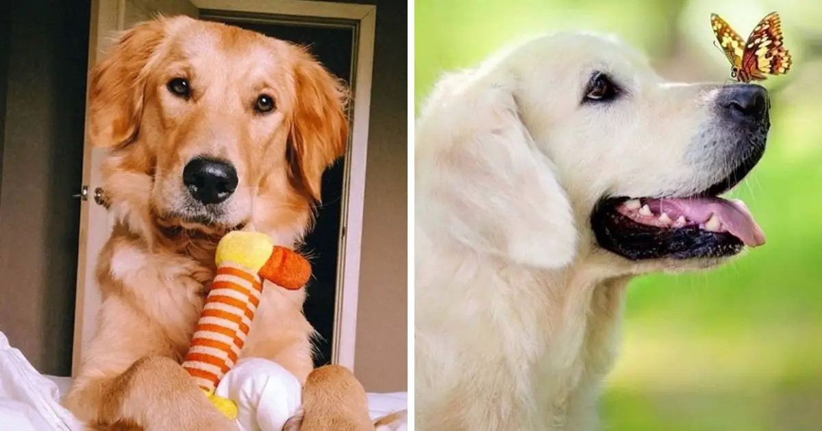 14 Funny Pics Proving That Golden Retriever is The Most Cheerful Dog Breed  - The Paws