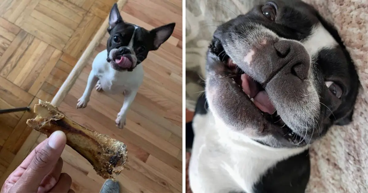 The 14 Happiest Boston Terriers Who Love Spending Time With You - The Paws