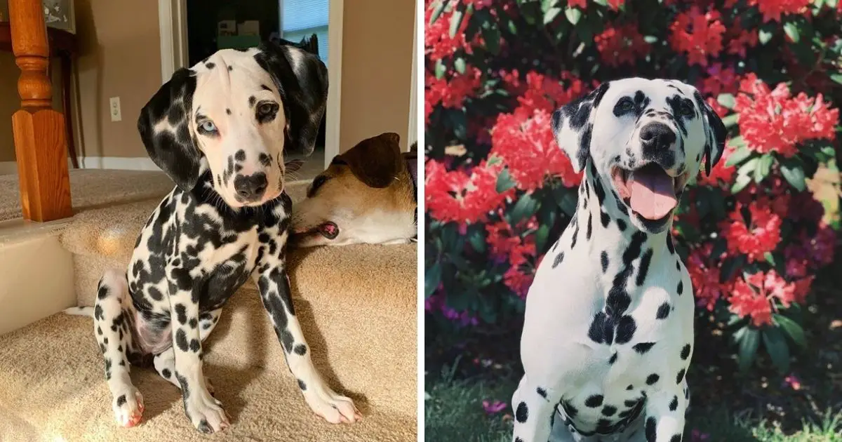 16 Spotted Pics of Dalmatians That Will Deeply Impress You - The Paws
