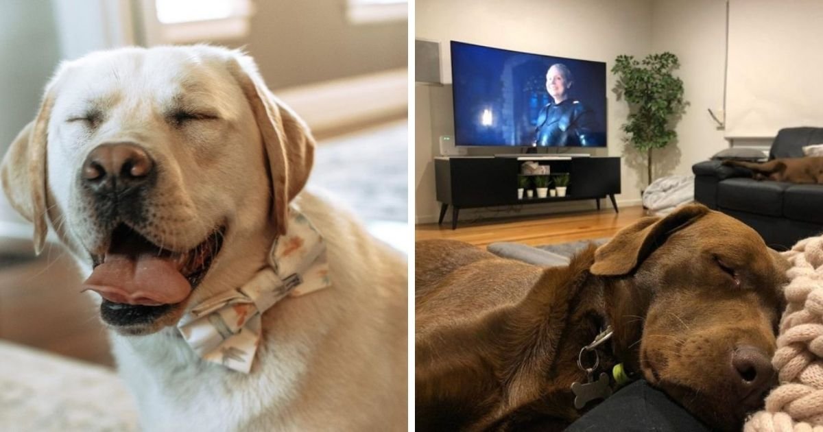 14 Labrador Retrievers Who Know How to Spend Amazing Weekends The Paws