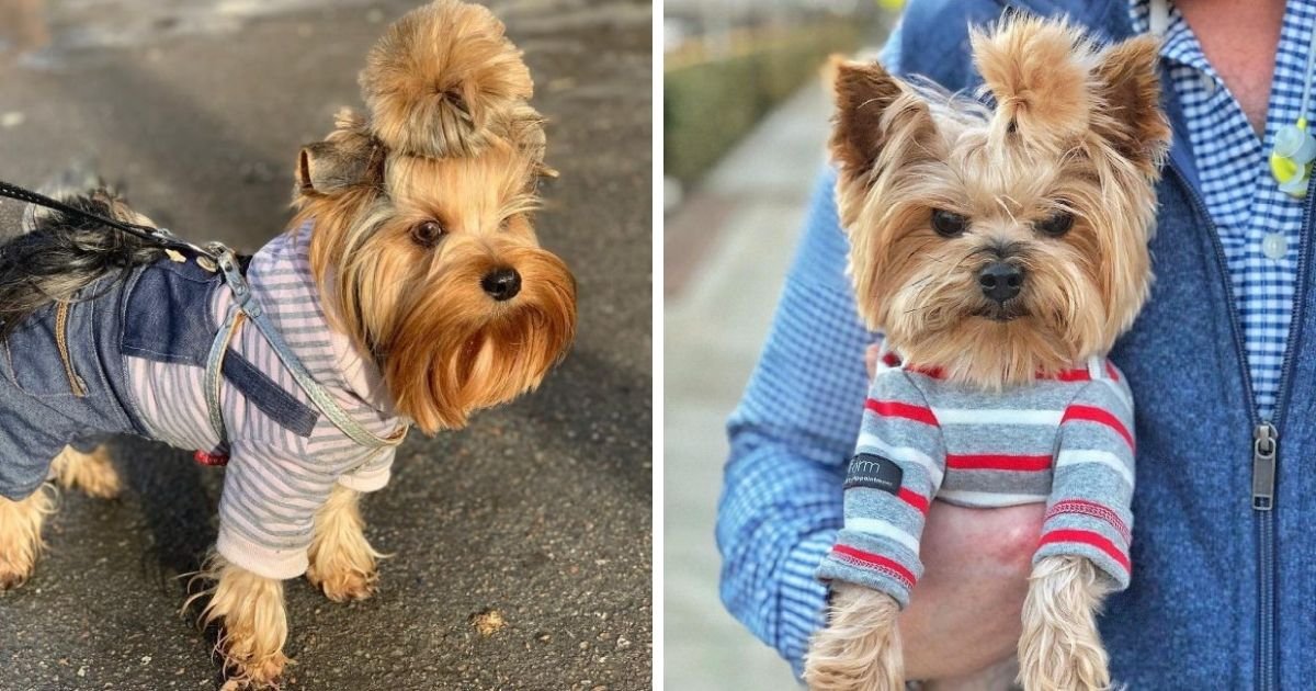 15 Things to Consider Before Buying a Yorkshire Terrier The Paws