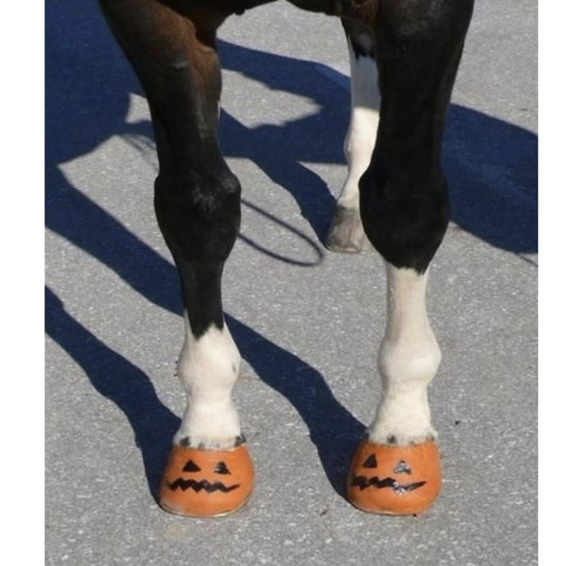 A Horse standing on the pavement with pumpkin face drawn on its hoofs