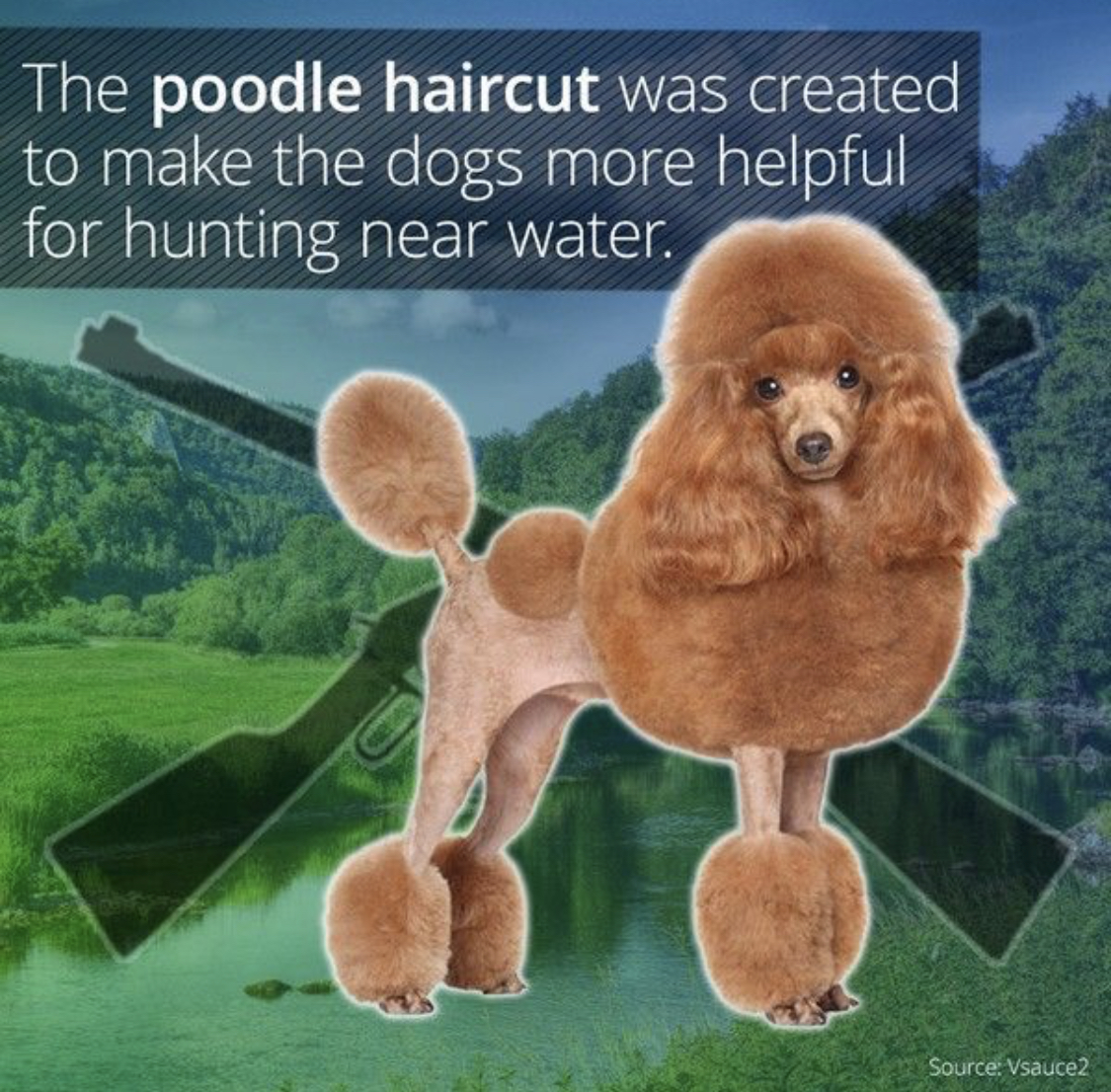 apricot Poodle in show haircut photo with caption- The poodle haircut was created to make the dogs more helpful for hunting near water.