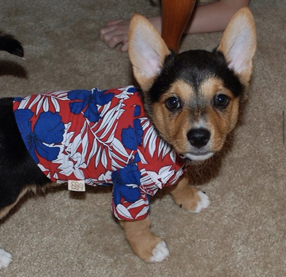 Cortweiler wearing a hawaiian polo while walking on the floor