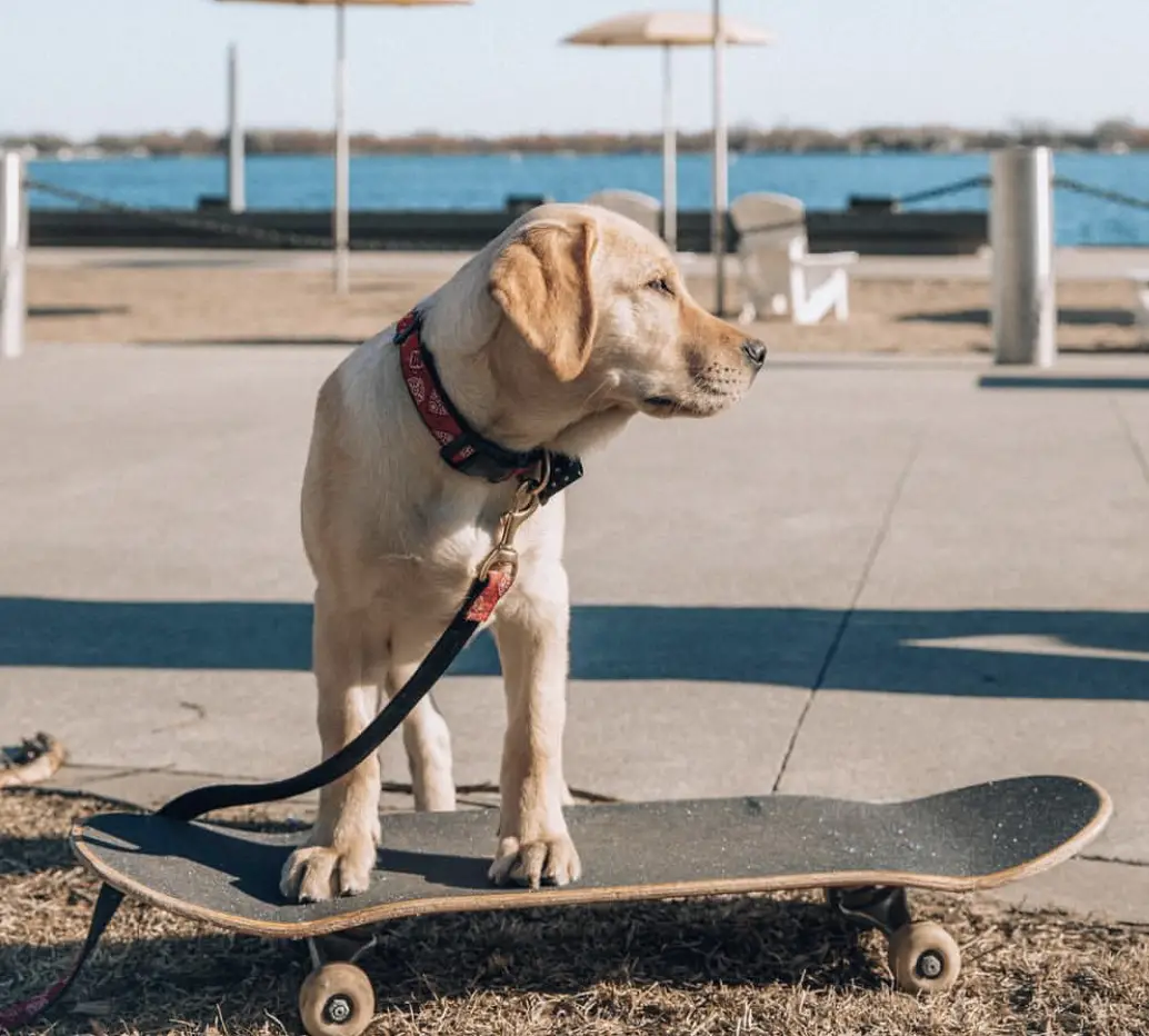A yellow Labrador standing on the pavement with its front legs on top of the skateboard and looking sideways