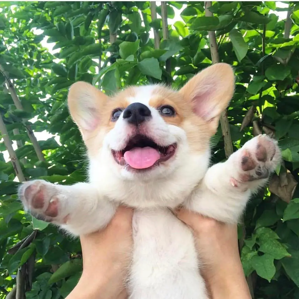 holding up a Corgi puppy