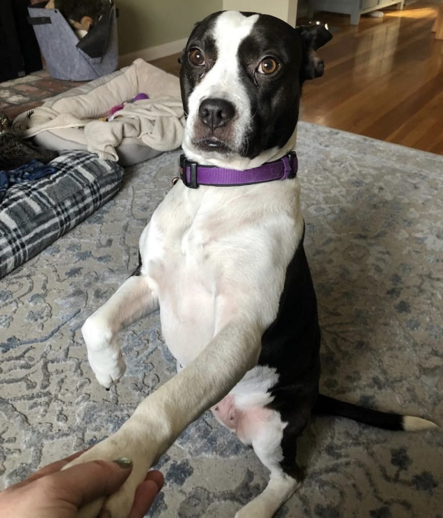 14 Gorgeous Boxer Mix Breed Dogs | Page 2 of 5 | The Paws