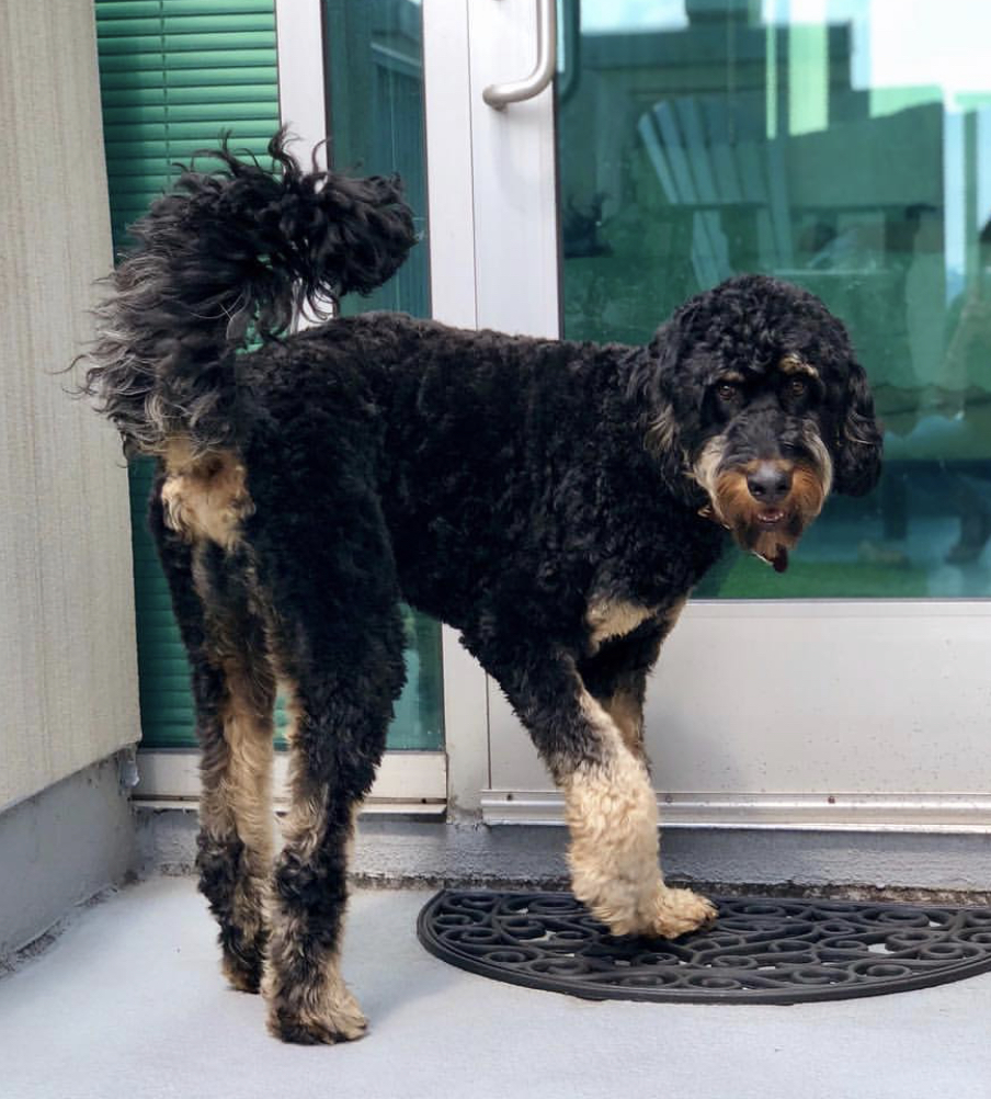 Roodle standing in the front door