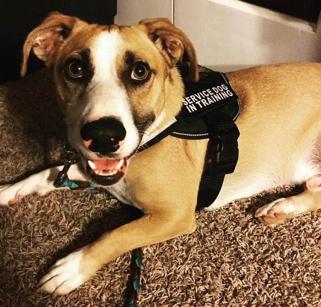 smiling Borgi lying down on the floor