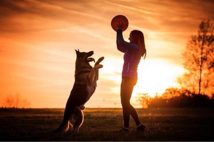German Shepherd standing up looking at the ball being held up by a woman standing in front of him on a sunset at the park