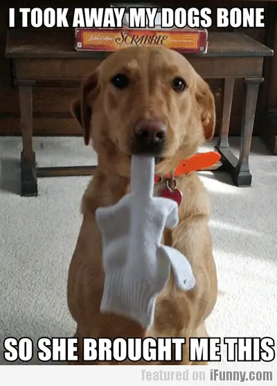 photo of a Labrador with the finger of a glove in its mouth and with text - I took away my dogs bone so she brought me this