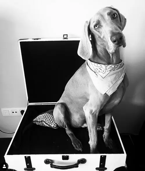 A Weimaraner sitting on top of a luggage