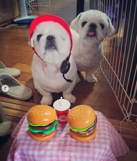 two Pekingeses sitting on the floor behind two burgers an a drink toys on top of a small table