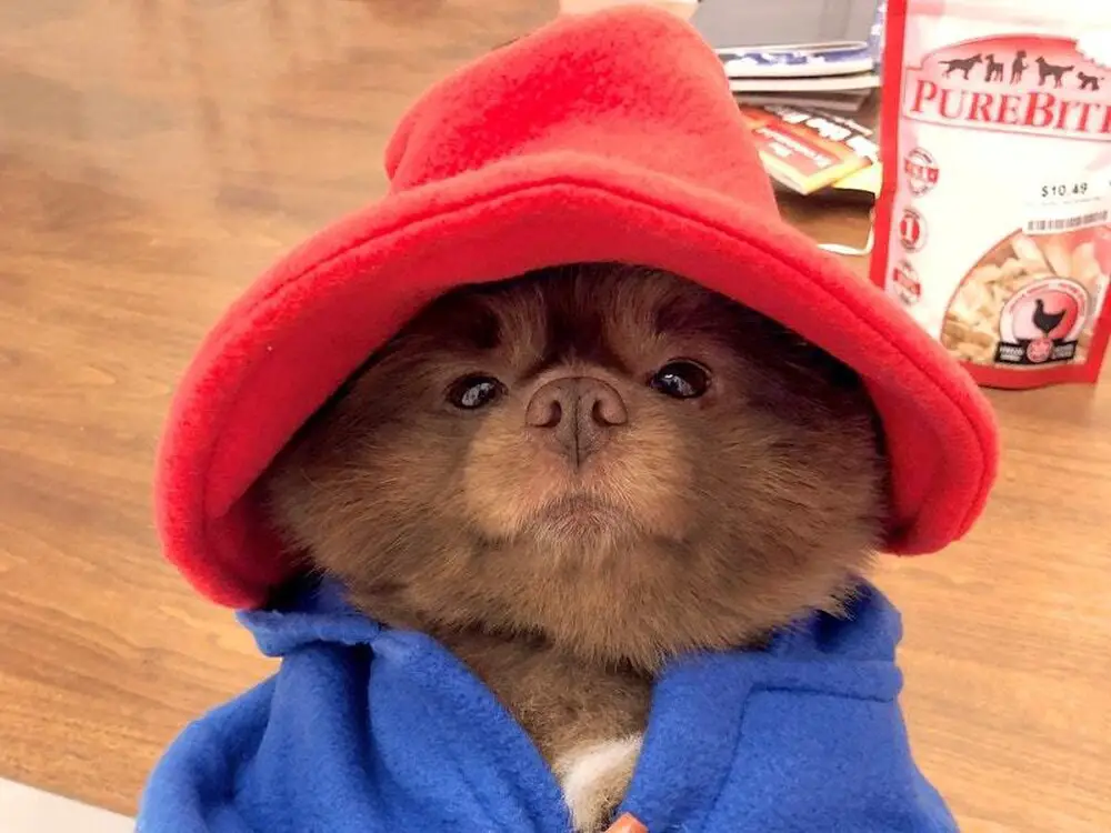 a brown Pomeranian wearing a blue sweater and red hood