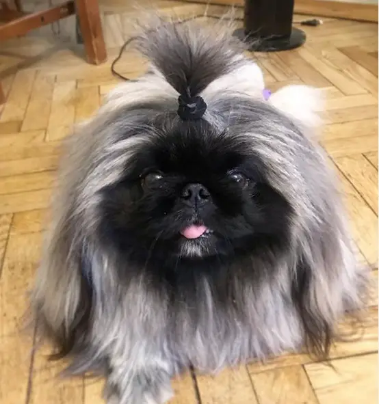 A Pekingese with a pony on top of its head while standing on the floor