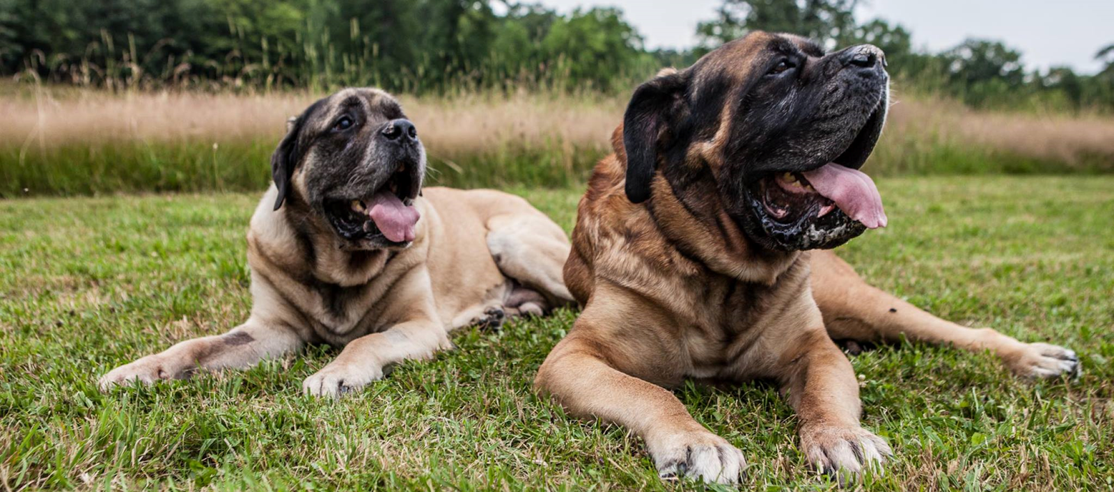 two Gentle Giant Mastiff lying down in the green field with tall grass and trees behind them