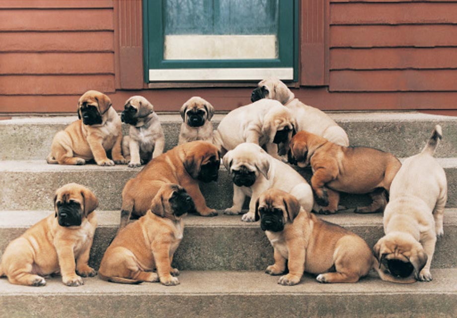 a dozen of Gentle Giant Mastiff puppies on the stairs