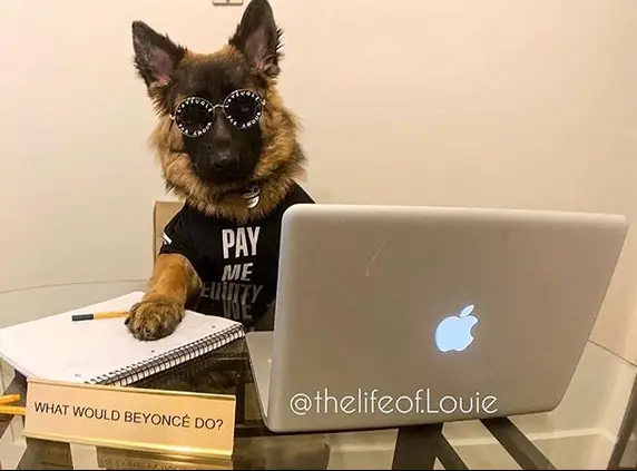 A German Shepherd puppy wearing sunglasses while sitting at the table with a laptop, notebook and with plate that says - what would beyone do?