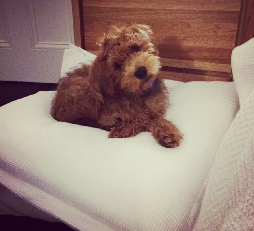 Schnoodle lying on its bed with its arms crossed and tilted head