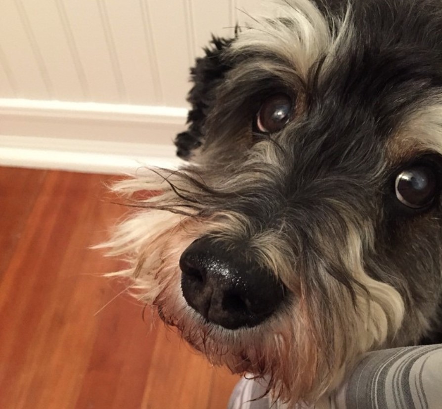begging face of a Schnoodle