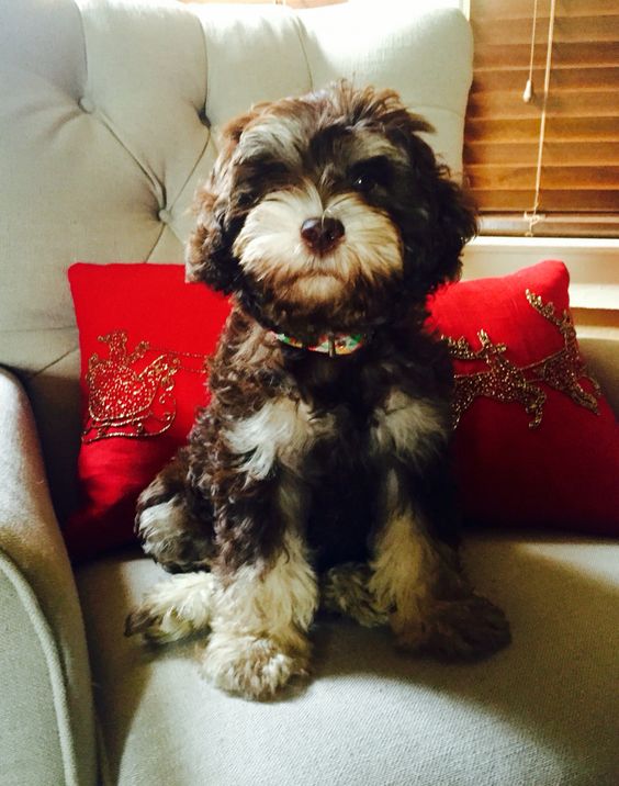 Schnoodle puppy sitting on top of the chair with a red pillow behind him