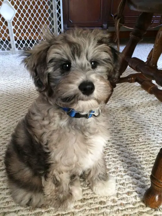 Schnoodle puppy sitting on the floor with its cute face
