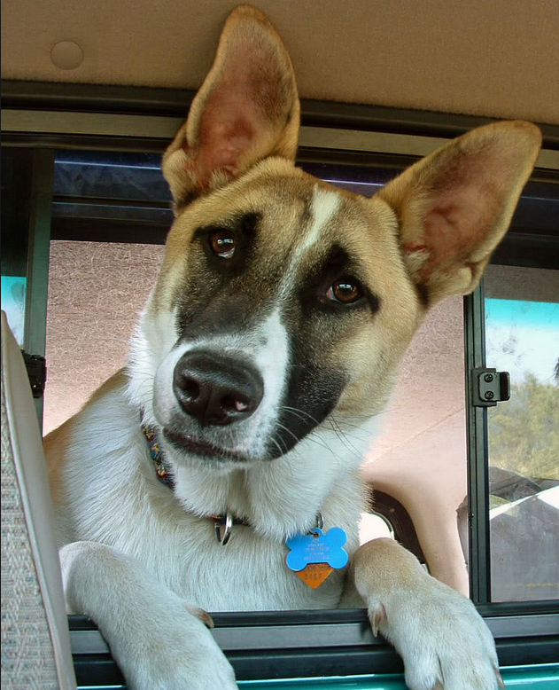 German Shepherd dog head out from the window with its curious face