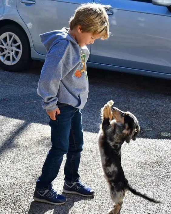 a Dachshund standing up in front of a kid