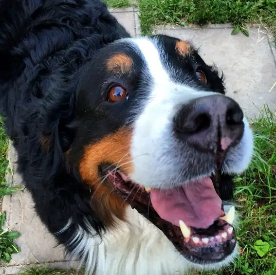 a happy Bernese Mountain Dog standing in the pathway