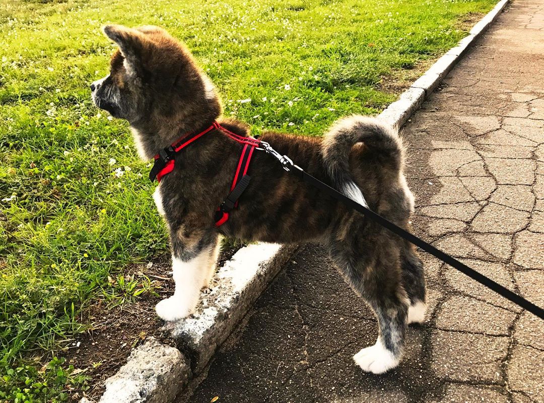 An Akita Inu puppy standing on the pavement pathway at the park