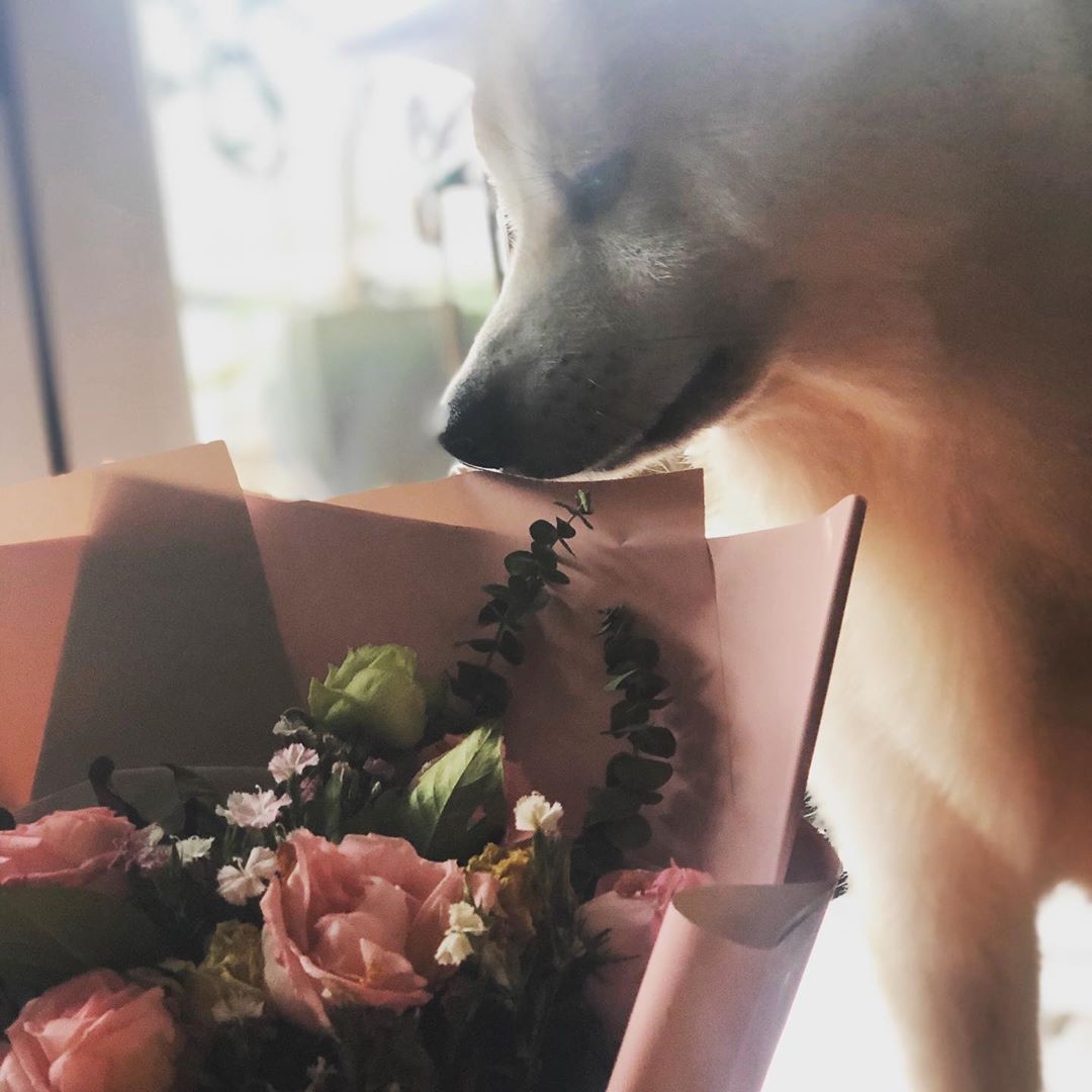 An Akita Inu smelling the bouquet of flowers